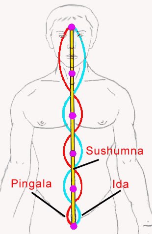 Ida, pingala and sushumna nadis