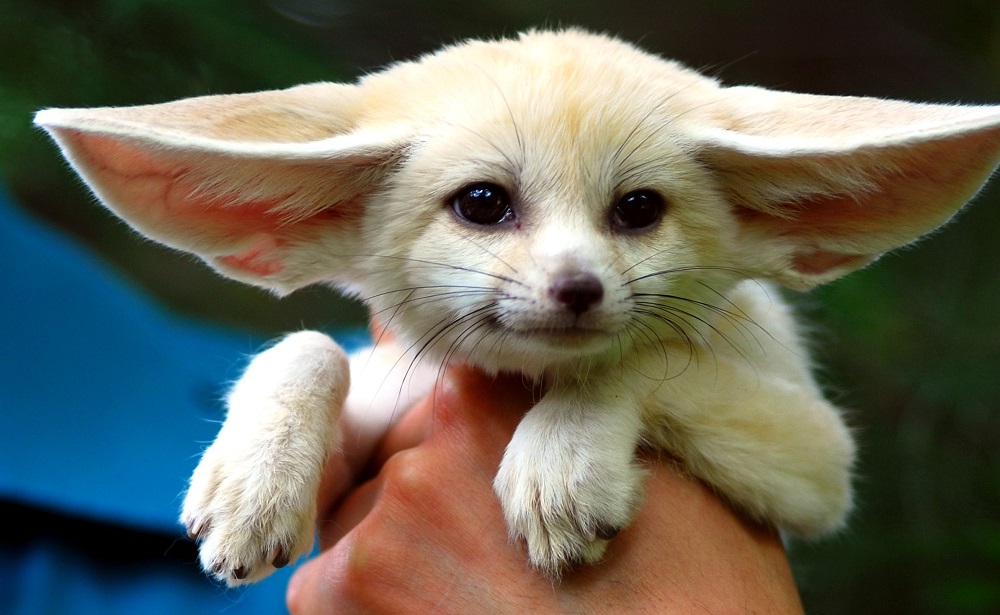 Fennec fox - one of God's incredible creations