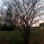 My garden picture