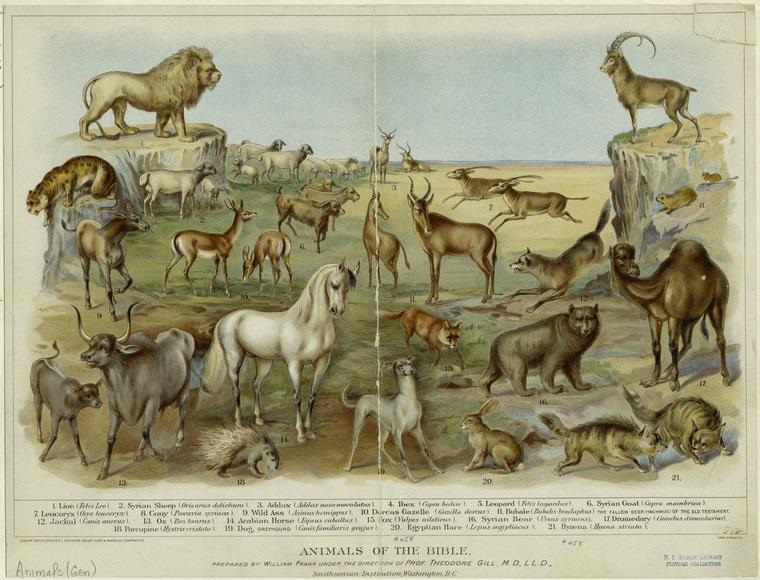 Animals of the Bible