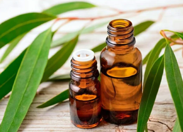Eucalyptus essential oil for chakra balance